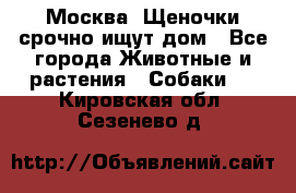 Москва! Щеночки срочно ищут дом - Все города Животные и растения » Собаки   . Кировская обл.,Сезенево д.